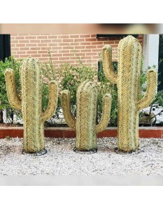 Cactus Dara