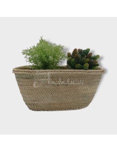 Jardinera Kazadi